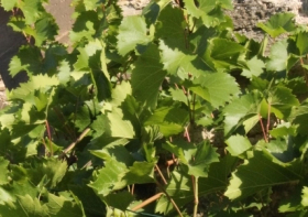 Workshop im klostereigenen Weinberg Memleben