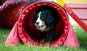 Agility Schnupperkurs