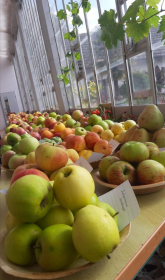 Obstsortentag