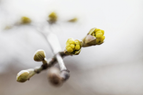 Kreativer Kräuterstammtisch: Knospen und Gemmotherapie