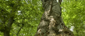 Mythos Wald - eine Wanderung ins Wiegental