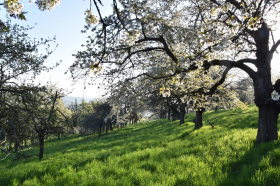 Einführungskurs Obstbaumschnitt