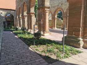 Belebtes Kloster: Gottesdienst mit Pfarrerin Bettina Plötner-Walter, Kantor Robert Müller und dem Go