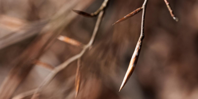 Kreativer Kräuterstammtisch: gemmotherapie - die große Kraft kleiner Knospen