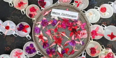 Montagsgespräch: im Zeichen der Fuchsie