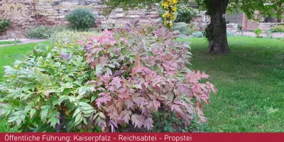 Öffentliche Führung: Kaiserpfalz - Reichsabtei - Propstei