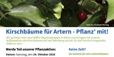 Kirschbäume für Artern - Pflanz mit!